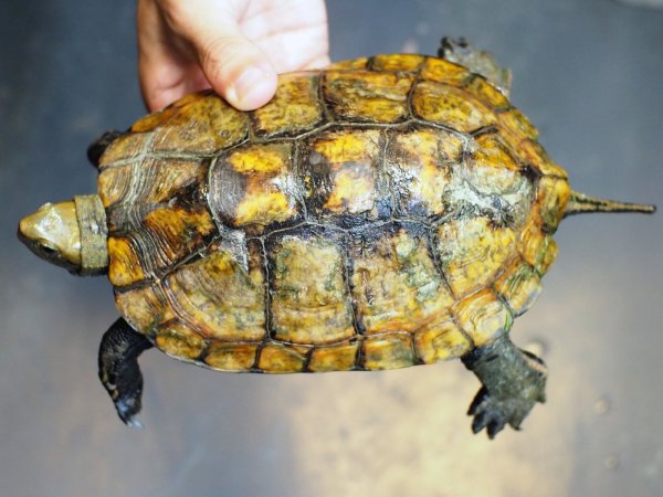 画像1: ニホンイシガメ オス(16cm±)WILD▲ (1)