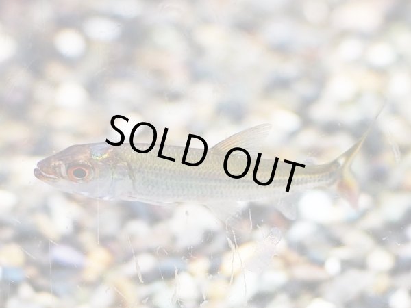 画像2: ゴライアス タイガーフィッシュ(4cm±)WILDコンゴ★ (2)