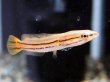 画像1: チャンナ ディプログラマ(8cm±)WILDインド★ (1)