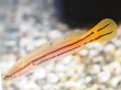 画像2: チャンナ ディプログラマ(8cm±)WILDインド★ (2)