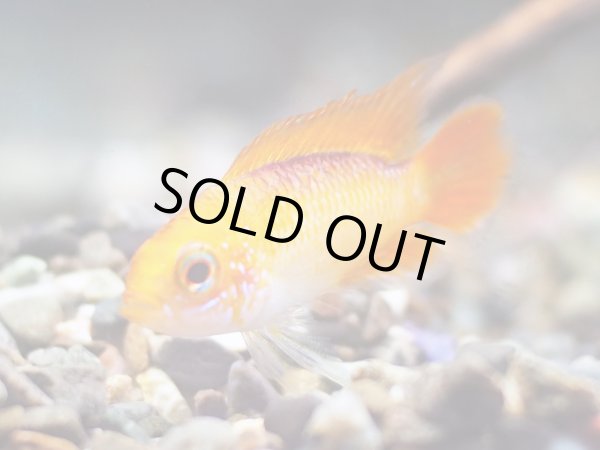 画像2: アピストグラマ アガシジィ ファイヤーレッド 1ペア EUブリード (2)