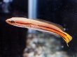 画像2: チャンナ ディプログラマ(8cm±)WILDインド★ (2)