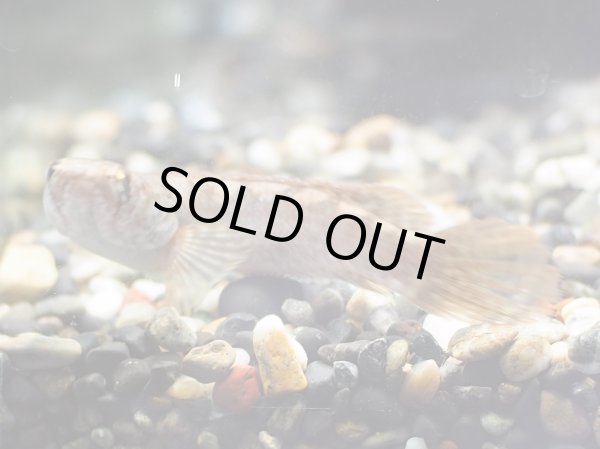 画像3: チャンナリポール(7cm±)訳アリ (3)