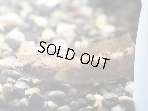 画像2: チャンナリポール(7cm±)訳アリ (2)