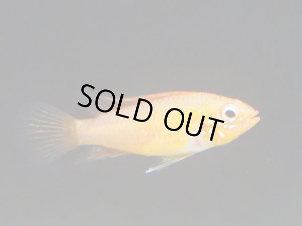 画像3: アピストグラマ アガシジィ ファイヤーレッド 1ペア EUブリード (3)