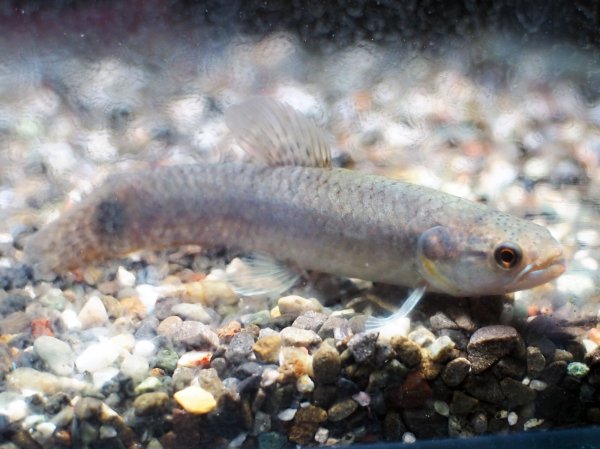画像1: レインボーホーリー(10cm±)WILDタパウワ (1)