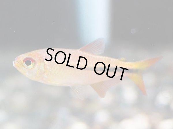 画像2: ギャラクシーテトラ(5cm±)WILDイサナ川★ (2)