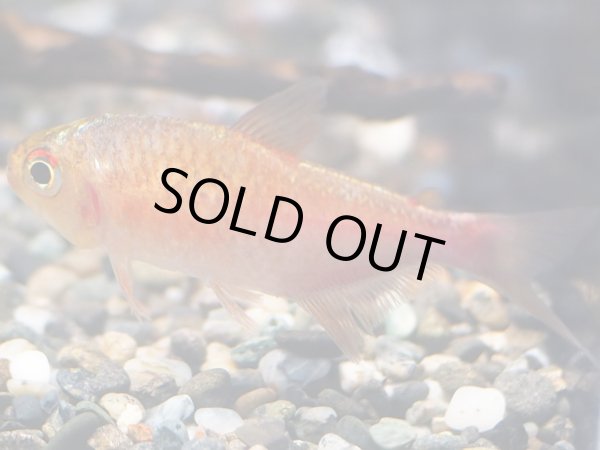 画像3: ピラウルクーテトラ(5cm±)WILDリオイサナ★ (3)