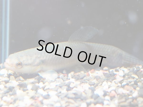 画像2: レインボーホーリー(13cm±)WILDタパウワ★ (2)