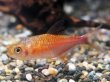 画像1: ピラウルクーテトラ(5cm±)WILDリオイサナ★ (1)