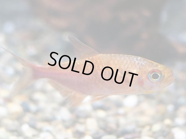 画像2: ピラウルクーテトラ(5cm±)WILDリオイサナ★ (2)