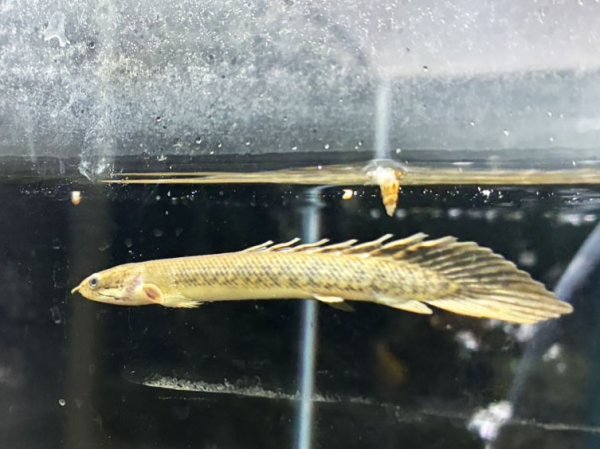 画像1: ポリプテルス パルマスポーリー(7cm±)ブリード (1)
