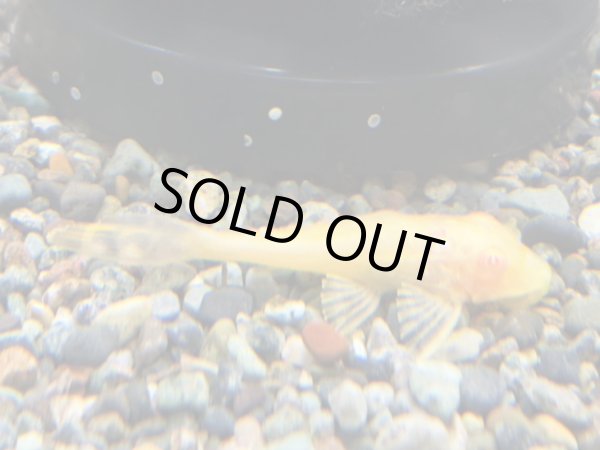 画像1: アルビノマーブルセルフィンプレコ(5cm±)ブリード (1)