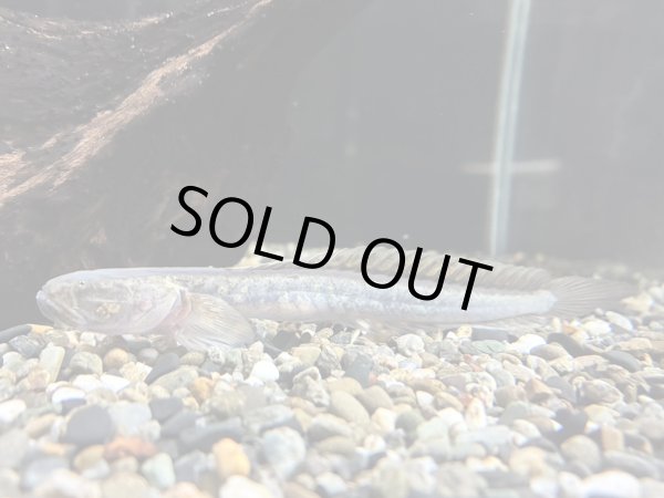 画像1: ドラゴンフィッシュ(10cm±)WILD (1)