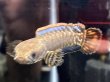 画像2: レインボースネークヘッド(8cm±)上物 WILD (2)