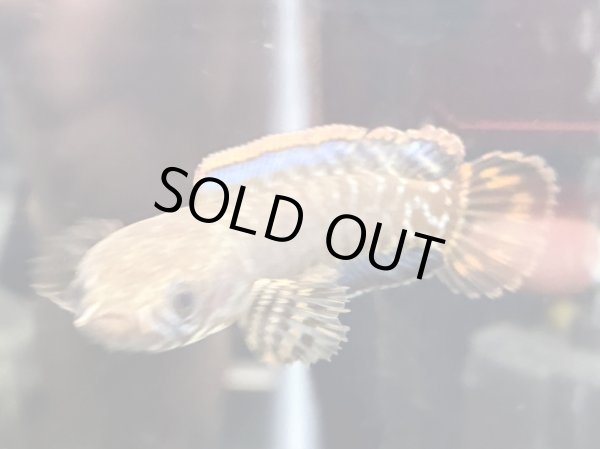 画像2: レインボースネークヘッド(8cm±)上物 WILD★ (2)