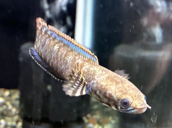 画像1: レインボースネークヘッド(8cm±)上物 WILD (1)