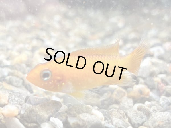 画像2: アピストグラマ アガシジィ ファイヤーレッド メスのみ EUブリード (2)