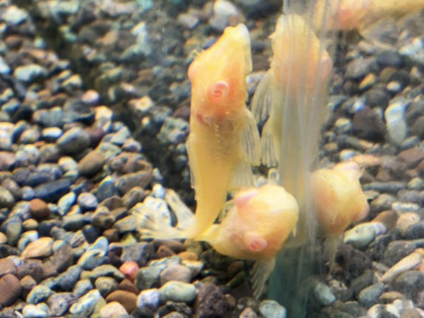 画像2: アルビノマーブルセルフィンプレコ(5cm±)ブリード (2)