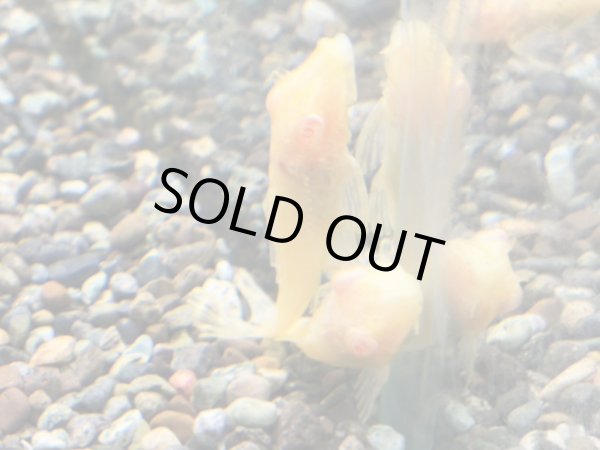 画像2: アルビノマーブルセルフィンプレコ(5cm±)ブリード (2)