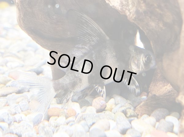 画像1: イェンツーユイ(5cm±)ブリード★ (1)