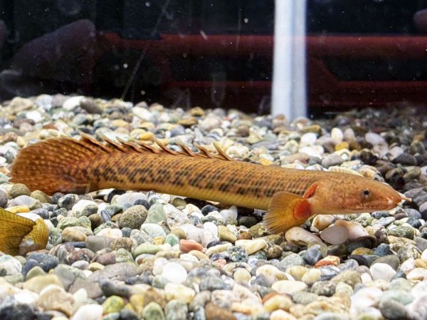 画像1: ポリプテルス トゥジェルシー(10cm±)ブリード (1)