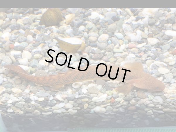 画像3: ポリプテルス トゥジェルシー(10cm±)ブリード (3)