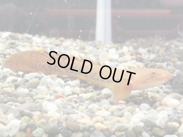 画像2: ポリプテルス トゥジェルシー(10cm±)ブリード (2)