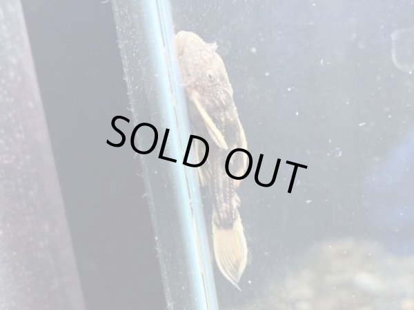 画像2: ウルトラスカーレットトリムプレコL025(4cm±)ブリード (2)