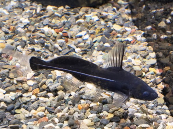 画像1: ブラックランサー(6cm±) (1)