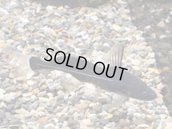 画像1: ブラックランサー(6cm±) (1)