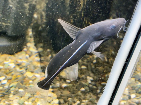 画像2: ブラックランサー(6cm±) (2)