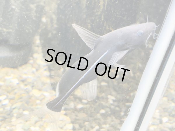 画像2: ブラックランサー(6cm±) (2)