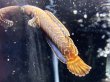 画像4: レインボースネークヘッド(8cm±)上物 WILD★ (4)