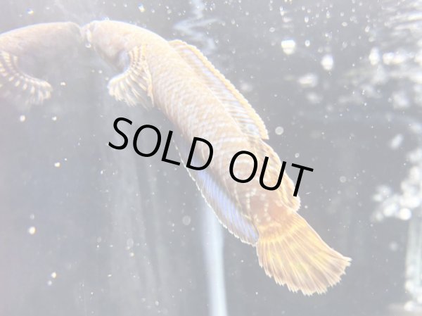 画像4: レインボースネークヘッド(8cm±)上物 WILD★ (4)