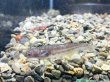 画像1: イワトコナマズ(3cm±)ブリード▲ (1)
