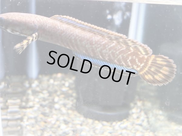 画像3: レインボースネークヘッド(8cm±)上物 WILD★ (3)