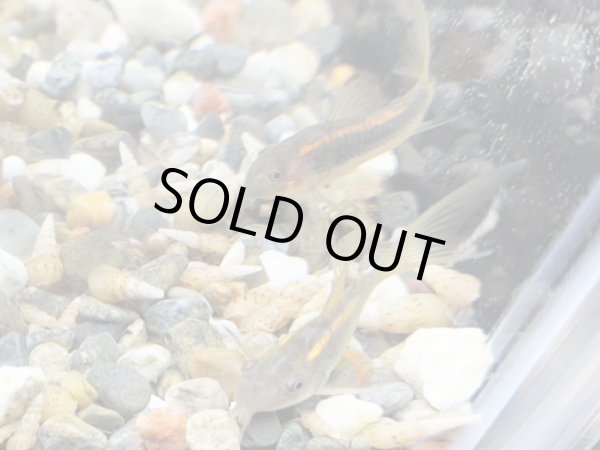 画像2: コリドラス イルミネータスゴールド ロングフィン ブリード (2)