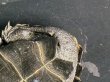 画像6: ニホンイシガメ オス(12cm±)WILD▲ (6)