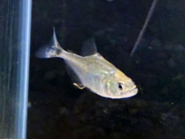 画像1: ブラックピラニア(3cm±)★ (1)