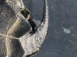 画像7: ニホンイシガメ オス(12cm±)WILD▲ (7)
