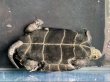 画像3: ニホンイシガメ オス(12cm±)WILD▲ (3)