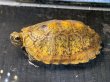 画像2: ニホンイシガメ メス(8.5cm±)ブリード (2)