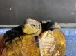 画像8: ニホンイシガメ オス(12cm±)WILD▲ (8)