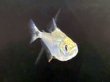 画像2: ブラックピラニア(3cm±)★ (2)