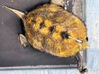 画像1: ニホンイシガメ オス(12cm±)WILD▲ (1)