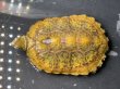 画像1: ニホンイシガメ メス(8.5cm±)ブリード (1)