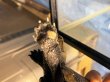 画像8: ニホンイシガメ メス(15cm±)WILD▲ (8)