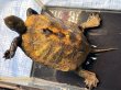 画像2: ニホンイシガメ メス(15cm±)WILD▲ (2)