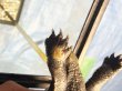 画像9: ニホンイシガメ メス(15cm±)WILD▲ (9)